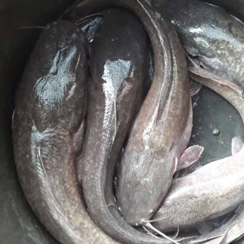 Indukan Ikan Lele Jumbo Sangkuriang Mutiara Dumbo Siap Pijah Bertelur