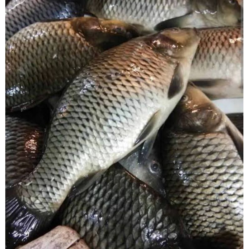 

ikan mas segar_1kg