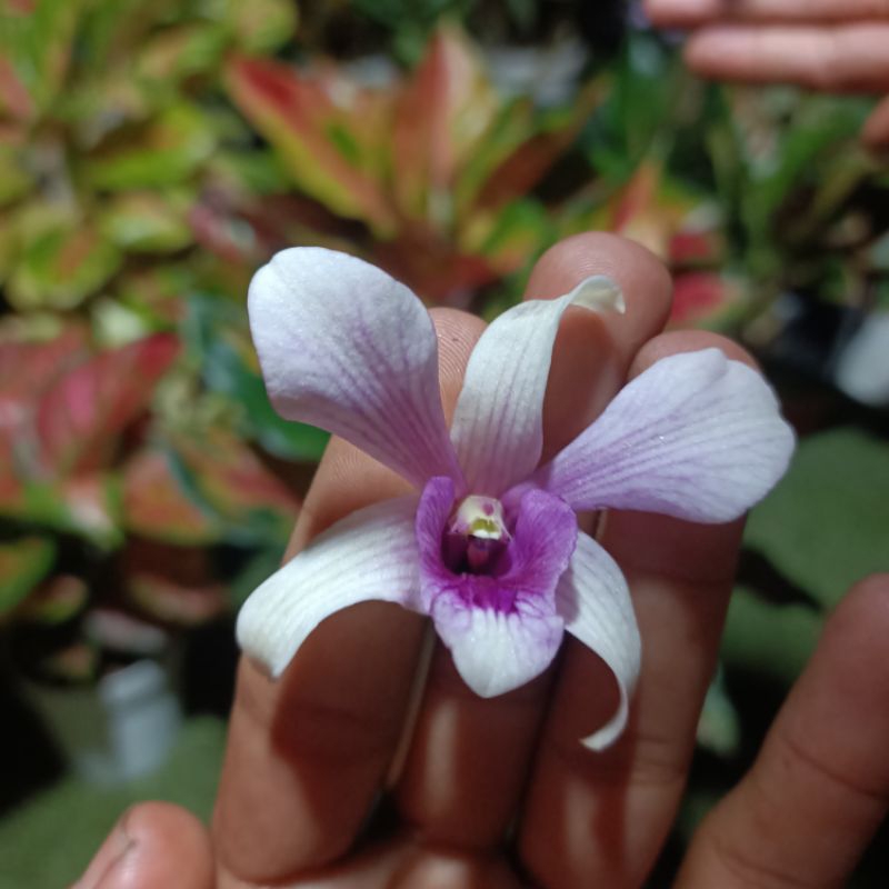 anggrek dendrobium albertin/anggrek dendrobium/anggrek