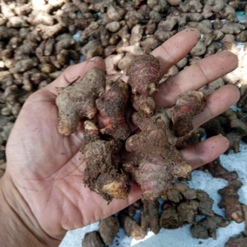 

Jahe Merah Kecil Murah