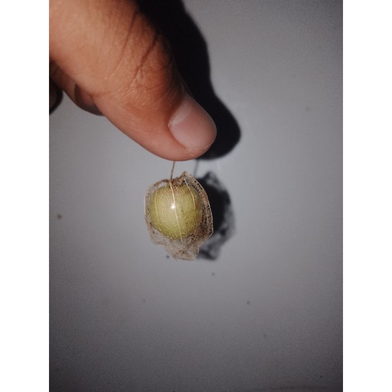 

ciplukan segar 100 gram