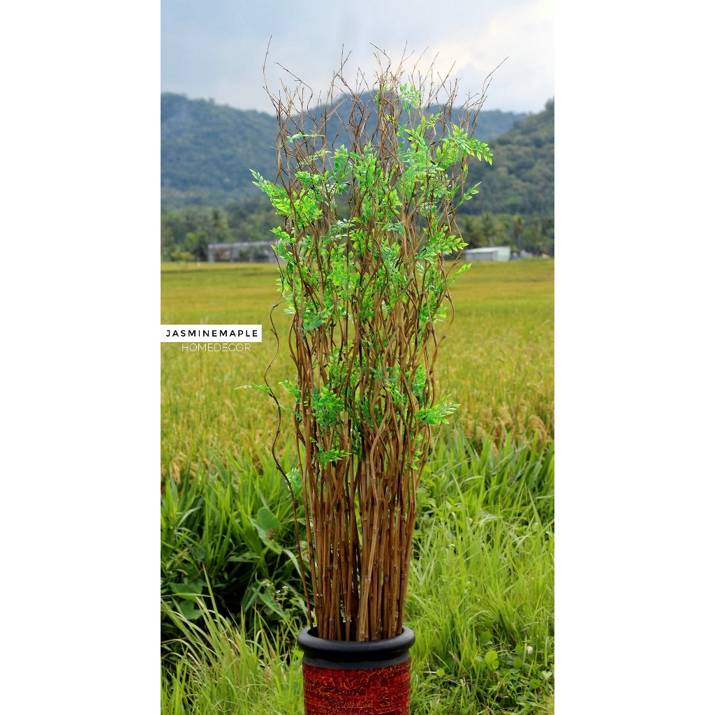 bambu ulir hias 10 Btg Bambu Ulir Cendani Natural Cordelia 142cm (Tanpa Pot)