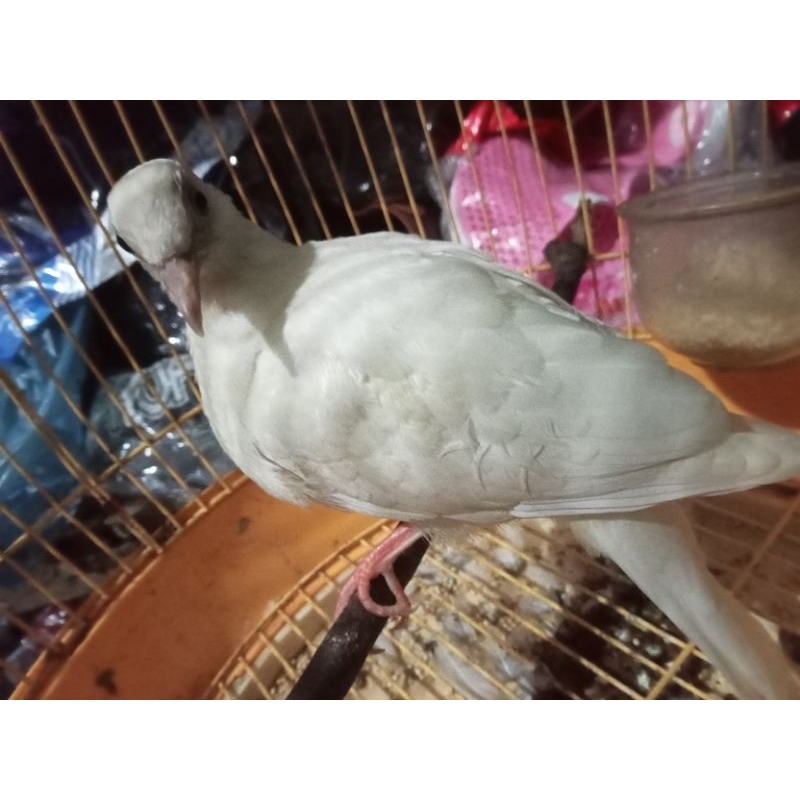 derkuku /deruk / tekukur warna putih mata hitam