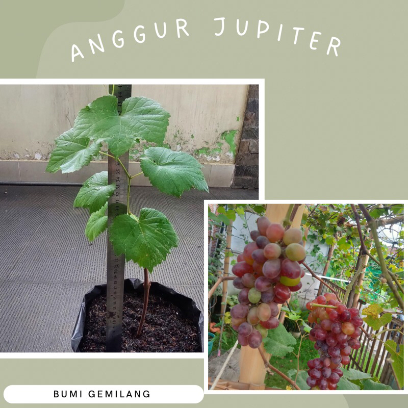 

Bibit Anggur Import Jupiter