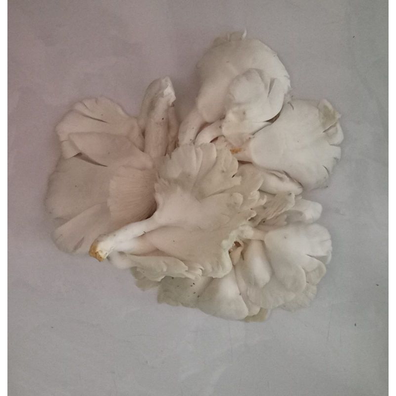 

Jamur Tiram per - 250 gr