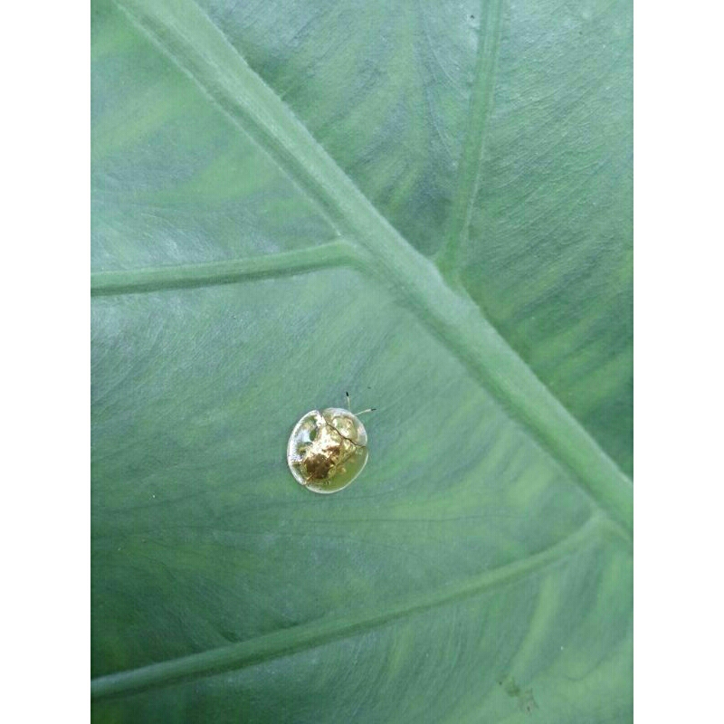 Mas masan(kepik emas)