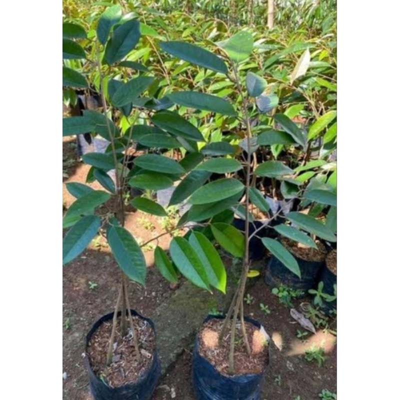 Bibit Durian Super Tembaga Kaki 3 Hasil Okulasi