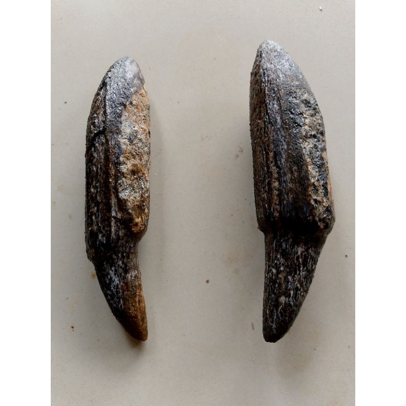 batu fosil