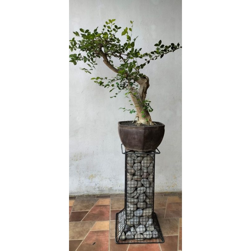 PILAR BONSAI / PILAR POT
