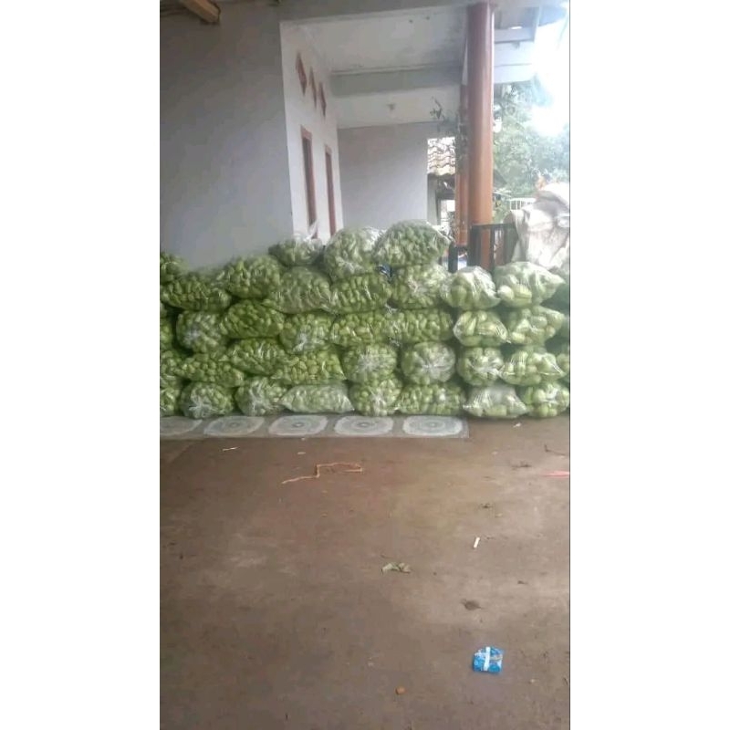 

labu siam seger