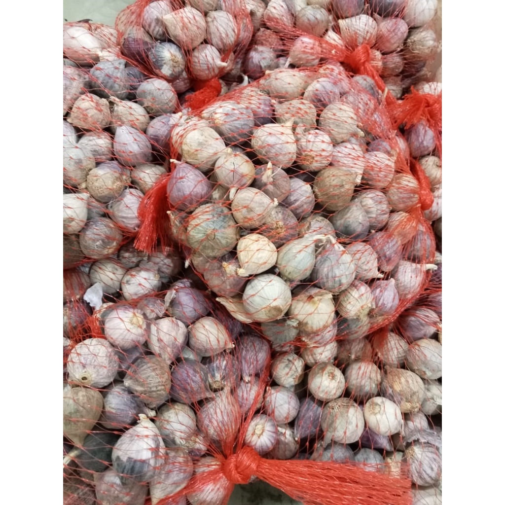 

BAWANG TUNGGAL MINI / KECIL UKURAN 1 - 1.5 cm JAMINAN BAGUS 250 gr