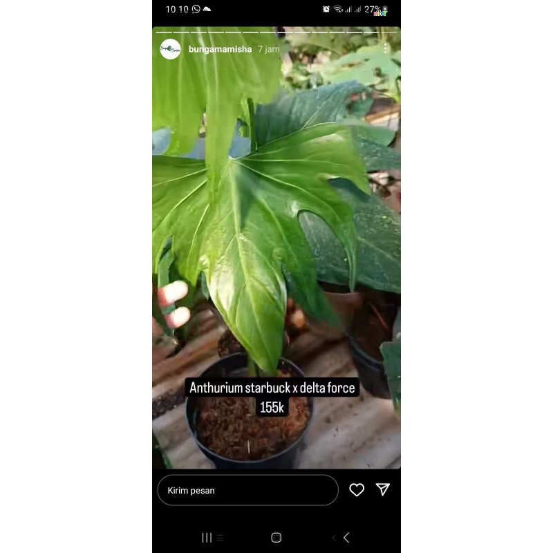 Anthurium Delta Force x starbuck