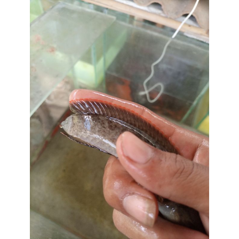 paket hemat 5 ekor baby limbata size 3-5cm