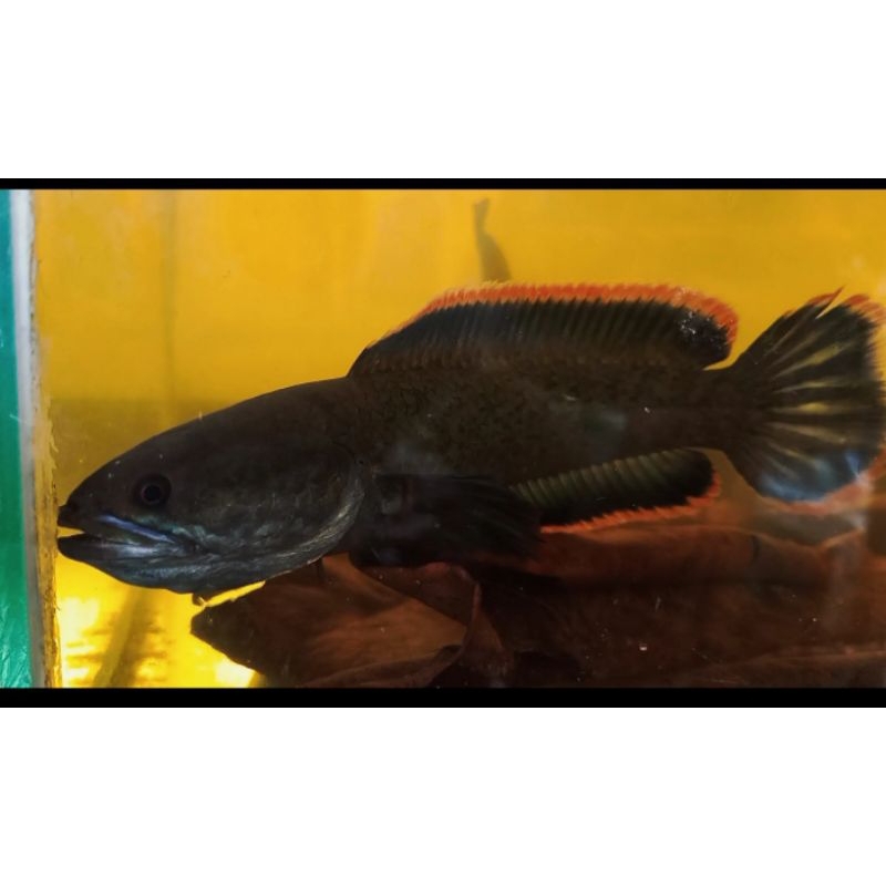 Limbata Jumbo size 20cm