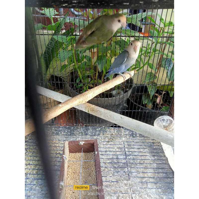 [Instan] Burung Lovebird NK Sepaket 2 ekor