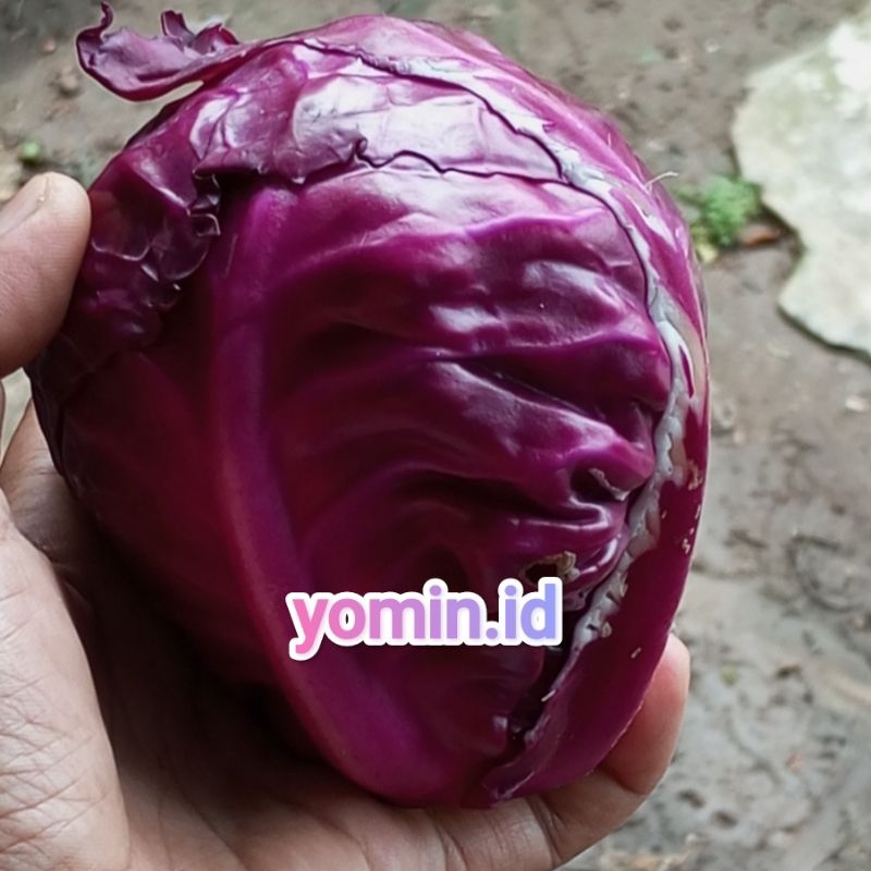 

Kol Ungu/ Red Cabbage 1 kg