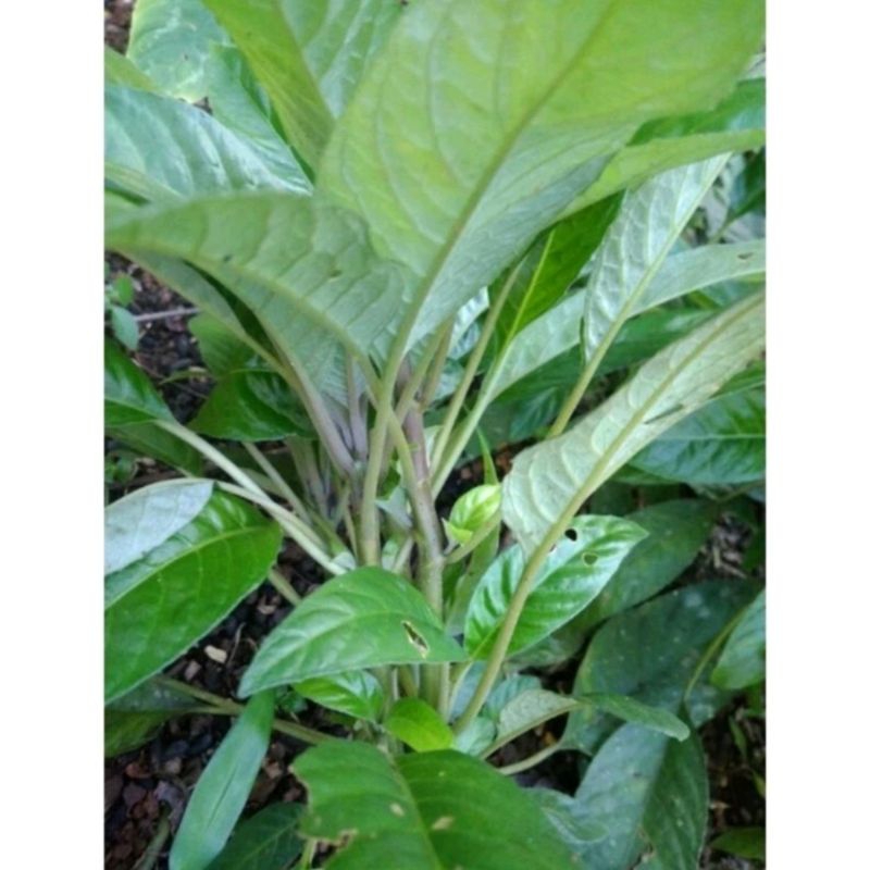 

lalapan herbal segar daun reundeu daun reundeu 200gr