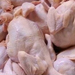 

daging ayam segar perkilo