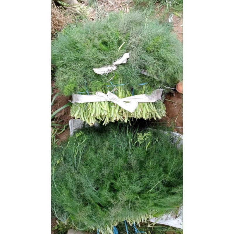 

Daun dill atau adas/ikat