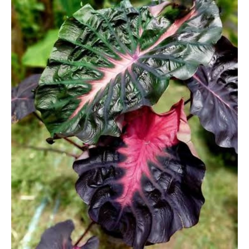 Tanaman hias colocasia psylocke phsylocke hybrid thai series sudah keluar warna