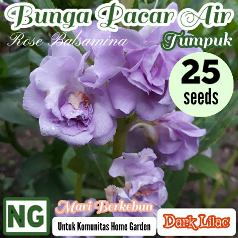 25 Benih Bunga Pacar Air Tumpuk Dark Lilac Benih Biji Bibit Bunga Hias Rose Balsamina