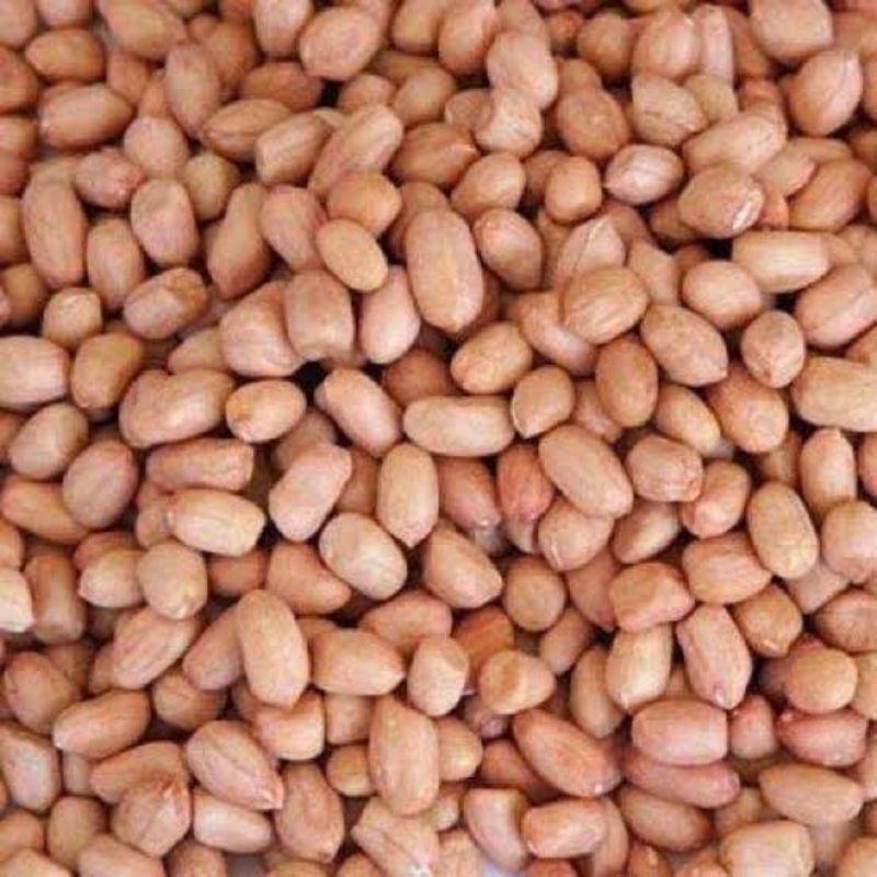 

Kacang tanah mentah