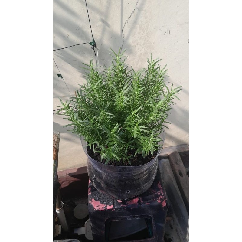 rosemarry mainan Q1 up