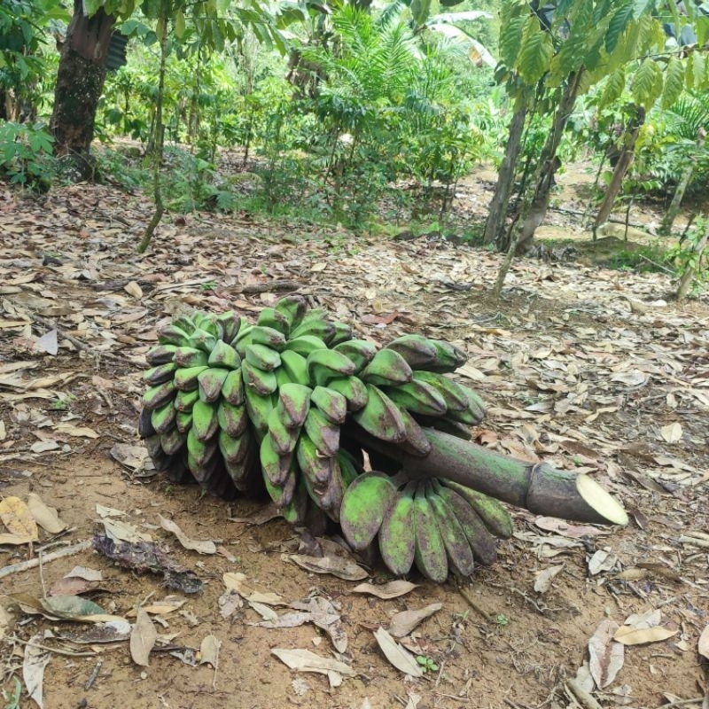 

pisang kepok batu