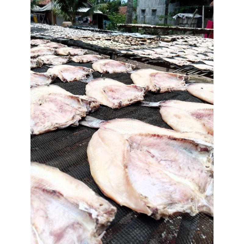 

JAMBAL ROTI SUPER NGEPRUL ASLIPANGANDARAN