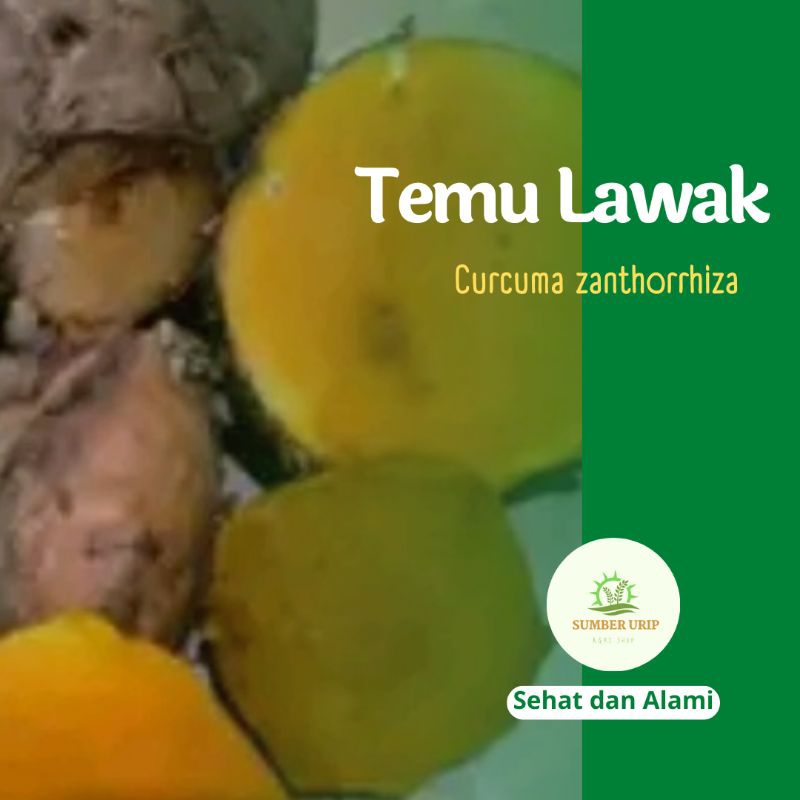 

Temu Lawak Segar Umbi Rimpang Temulawak Curcuma Zanthorrhiza 1 Kg