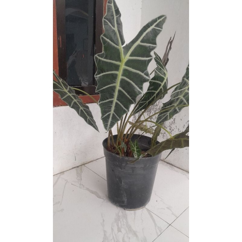 bunga keladi tengkorak