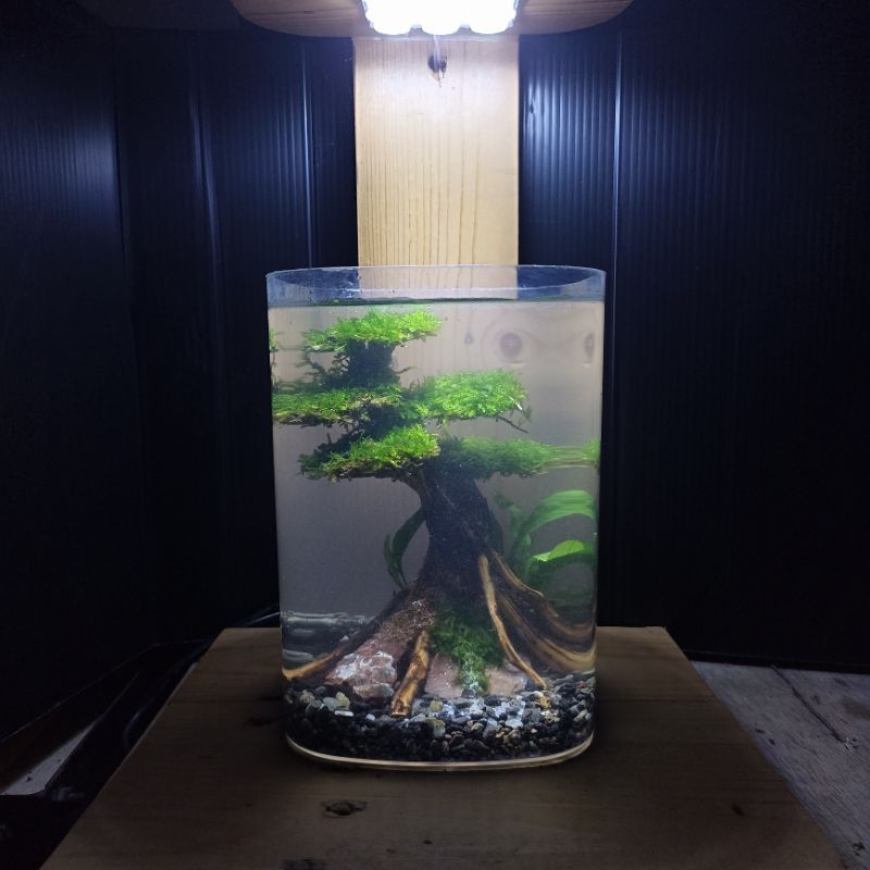 Aquascape Mini Soliter Fullset (Ukuran 10x10x15 cm) dengan Lampu USB