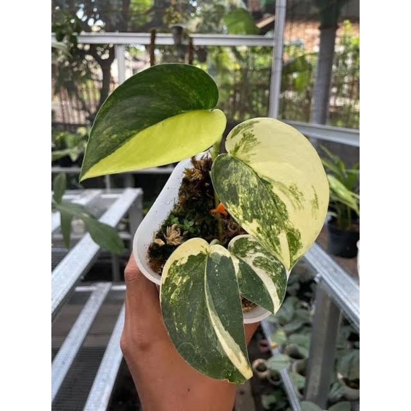 Scindapsus jade satin aurea varigata tanaman koleksi super mewah