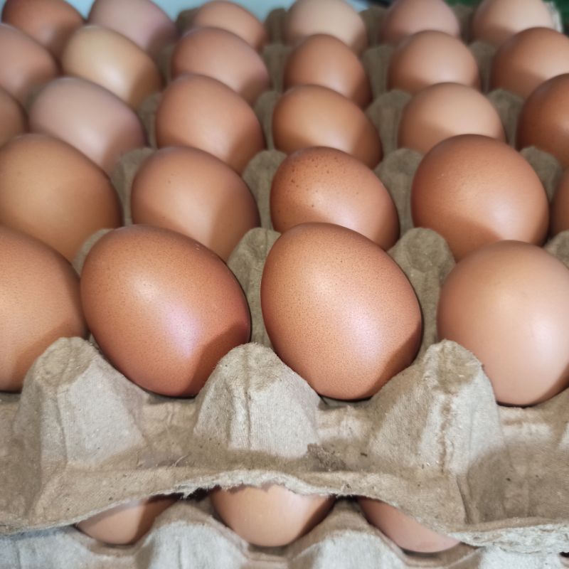 

Instan Tangerang - 1Papan Telur Ayam Negeri