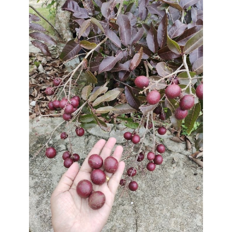 

Bibit Kelengkeng Merah Super Genjah Cepat Berbuah