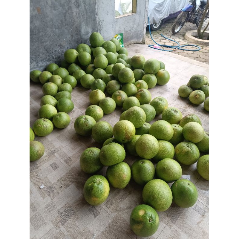 

Buah jeruk pamelo jeruk bali segar muria kudus
