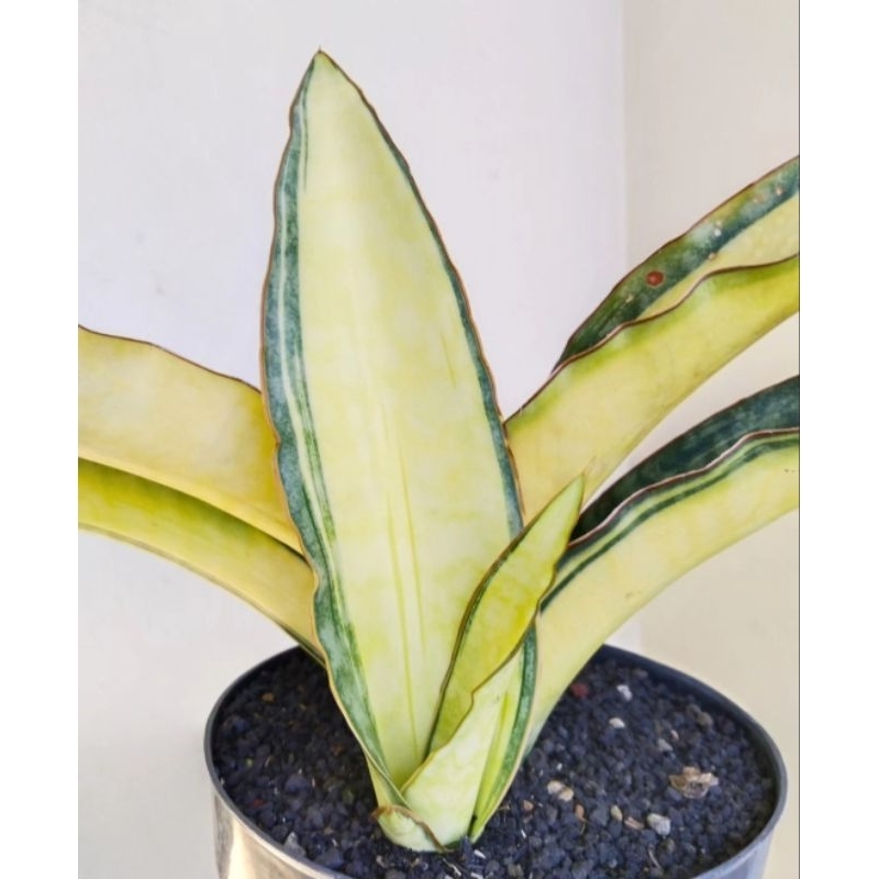 Sansevieria Dragon Jade varigata