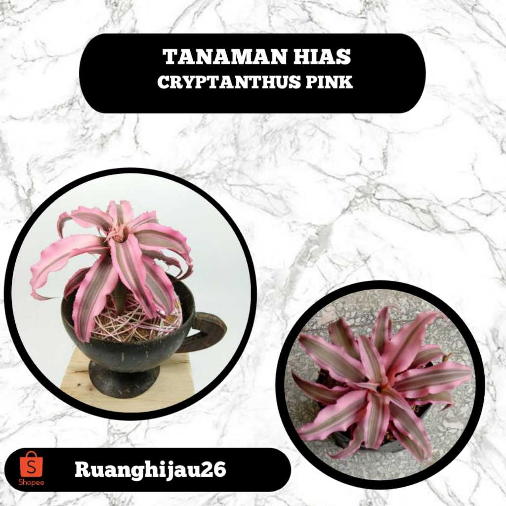 Tanaman Hias Cryptanthus Pink Starlight - Cryptanthus Bivittatus