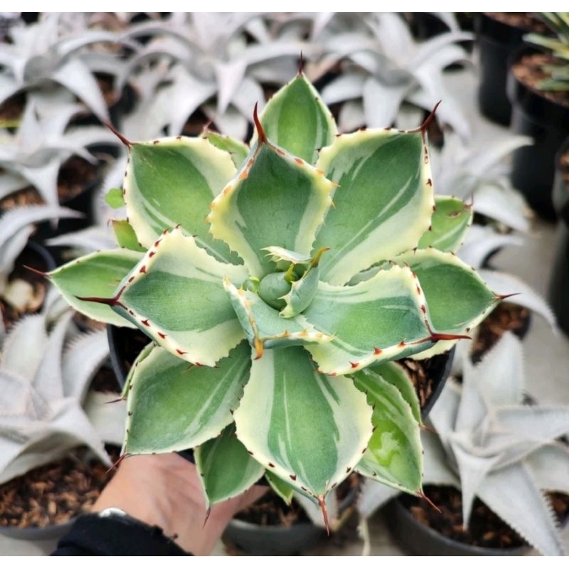 Agave Potatorum Kishokan