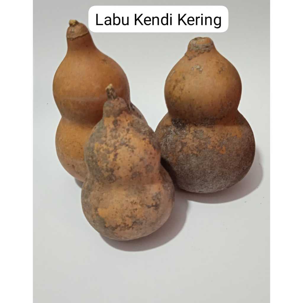 Labu Botol Kering Pajangan Dekorasi Alami | Labu Hias | Labu Kendi Kering