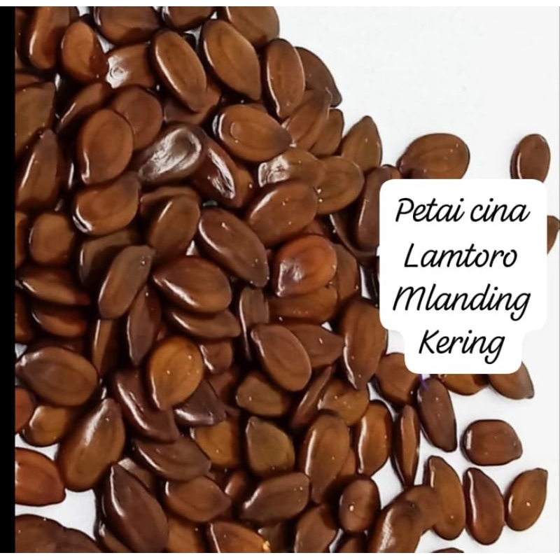

Petai cina Lamtoro Petet Mlandingan Biji Lamtoro Segar dan Kering Kulit Lamtoro