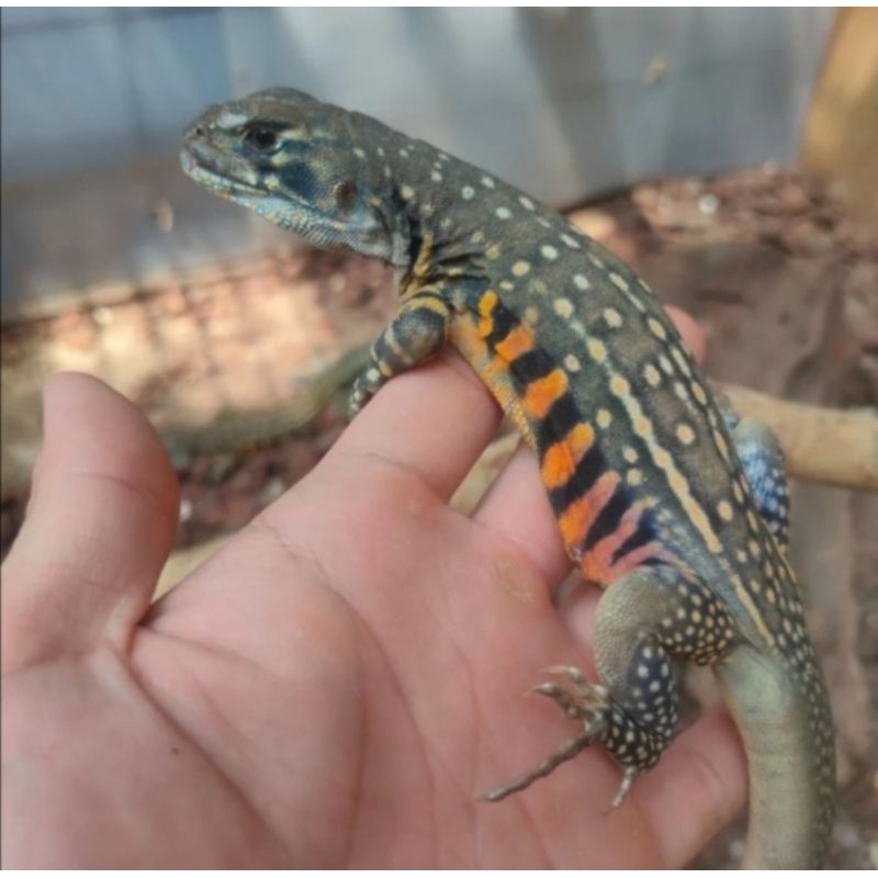peliharaan terbaru butterfly agama lizard Thailand/untuk konten/lucu dan unik menarik