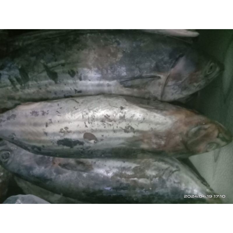 

ikan cakalang beku segar