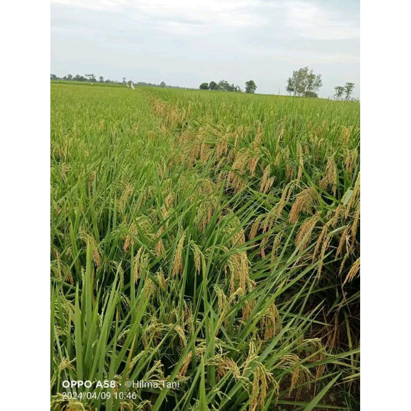 BENIH PADI CIHERANG JUMBO 1KG .MULTI PADI UNGGULAN