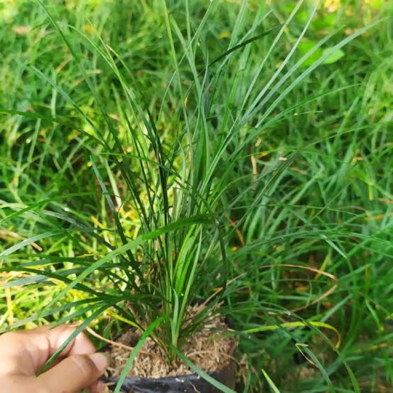 Tanaman Hias Kucai Panjang/Kucai Gondrong