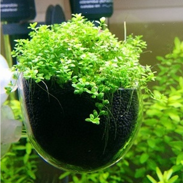Glass Pot Aquascape - Pot Kaca Aquascape - Pot Tempel Aquascape - Neon Aquatic