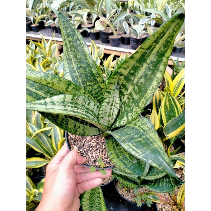 Sansevieria trifasciata moonshine mutasi