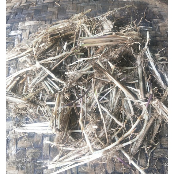 

Akar Alang Alang Kering