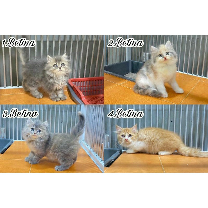 Kucing kitten Persia Longhair
