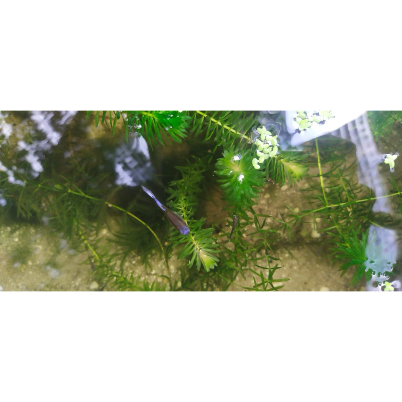 

Gambo guppy blue koi